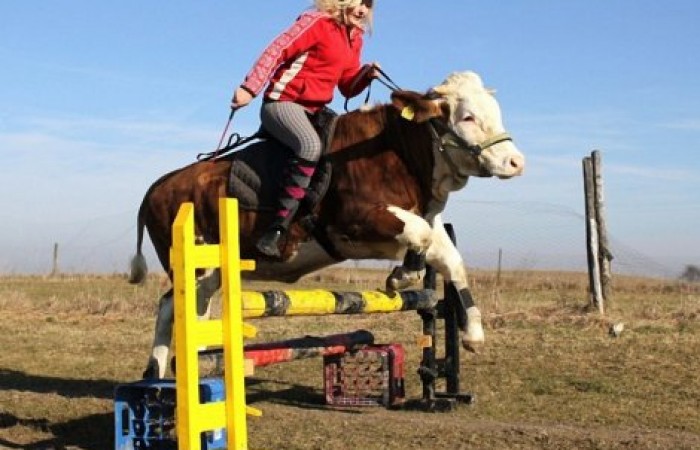 Скаковая корова из Германии (10 фото и 1 видео)