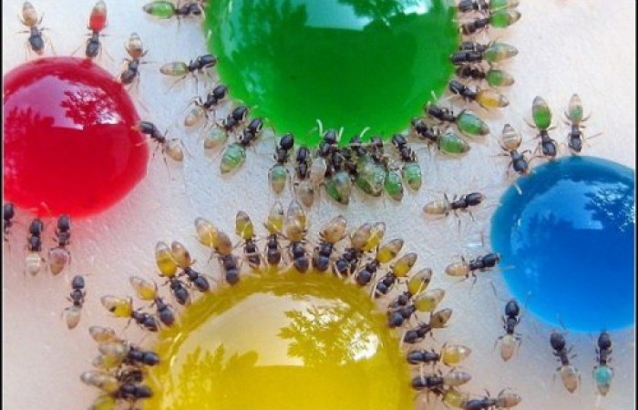 Как раскрасить муравьев (2 фото)
