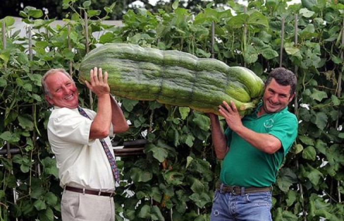 Выставка гигантских овощей (17 фото)