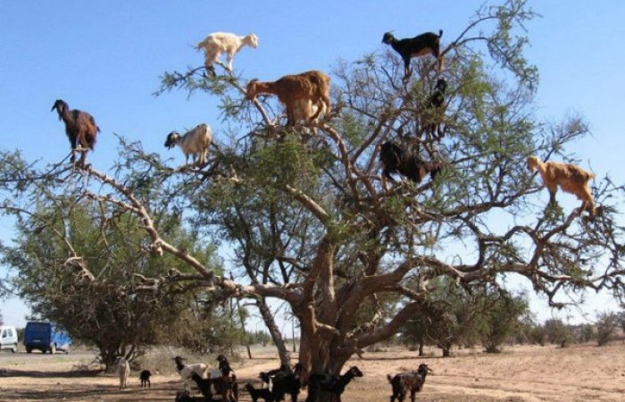 Марокканские козы (16 фото)