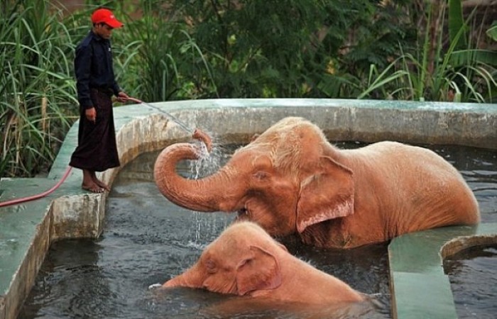 Розовые слоны существуют (4 фото)