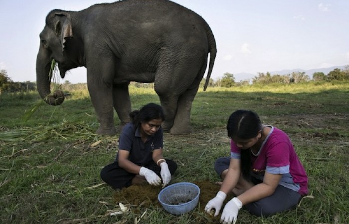 Самый дорогой кофе в мире делают из экскрементов слона (4 фото)