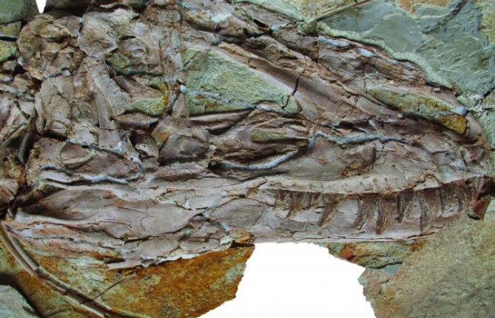 В Китае найдены окаменелости оперенного тираннозавра (3 фото)