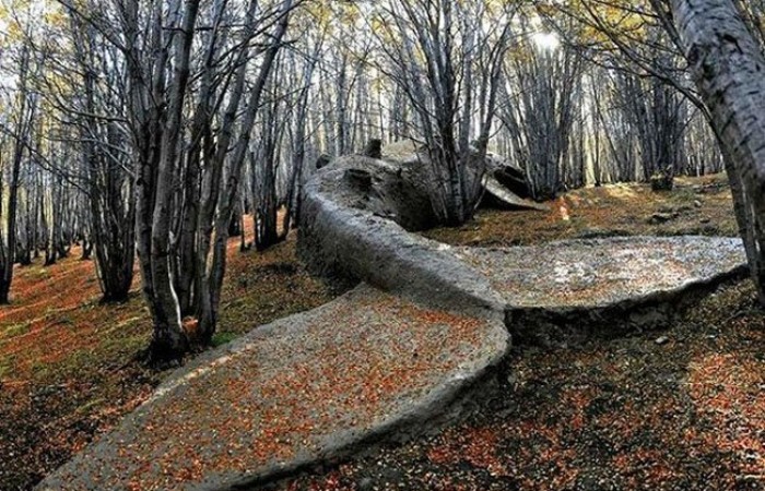 Скульптура кита в аргентинском лесу (3 фото)