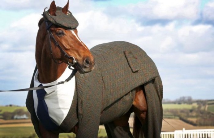Первый в мире костюм для лошади (4 фото)