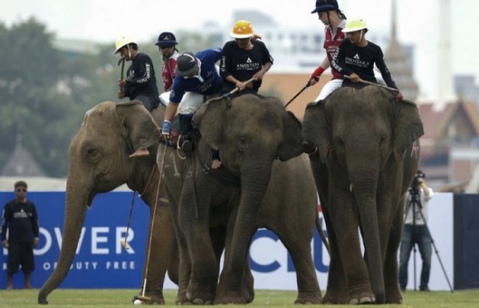 Поло на слонах в Бангкоке (16 фото)