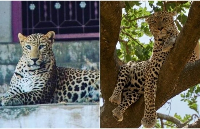 В индийском городе Бера мирно сосуществуют леопарды и люди