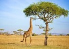 Защитный механизм деревьев акации, возникший благодаря жирафам
