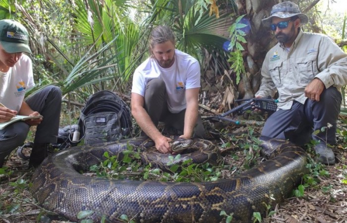 Ученые во Флориде поймали гигантского 220-килограммового питона, который съел оленя целиком