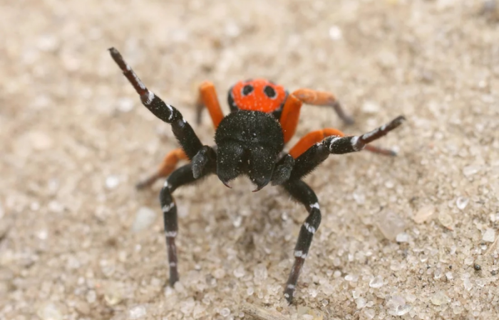 Этот паук не плетёт паутины. Вместо этого он минирует землю ловушками и ждёт.