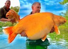 Британский рыбак поймал золотую рыбку весом 30 кг