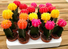10 самых красивых кактусов для дома