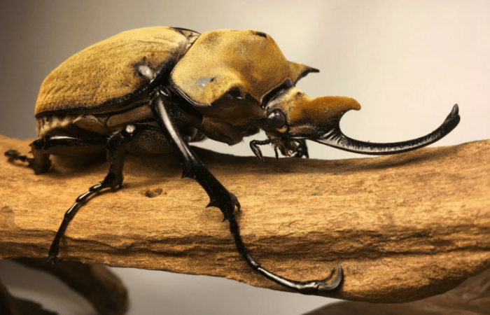 10 самых красивых жуков в мире с названиями и фото