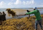 К США приближается гигантский шар из водорослей: что это такое и чем грозит?