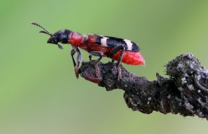 Самые полезные виды насекомых на дачном участке: Кто они и как защищают огород?
