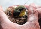 Правда ли, что птицы бросают птенцов, если к ним прикасались люди